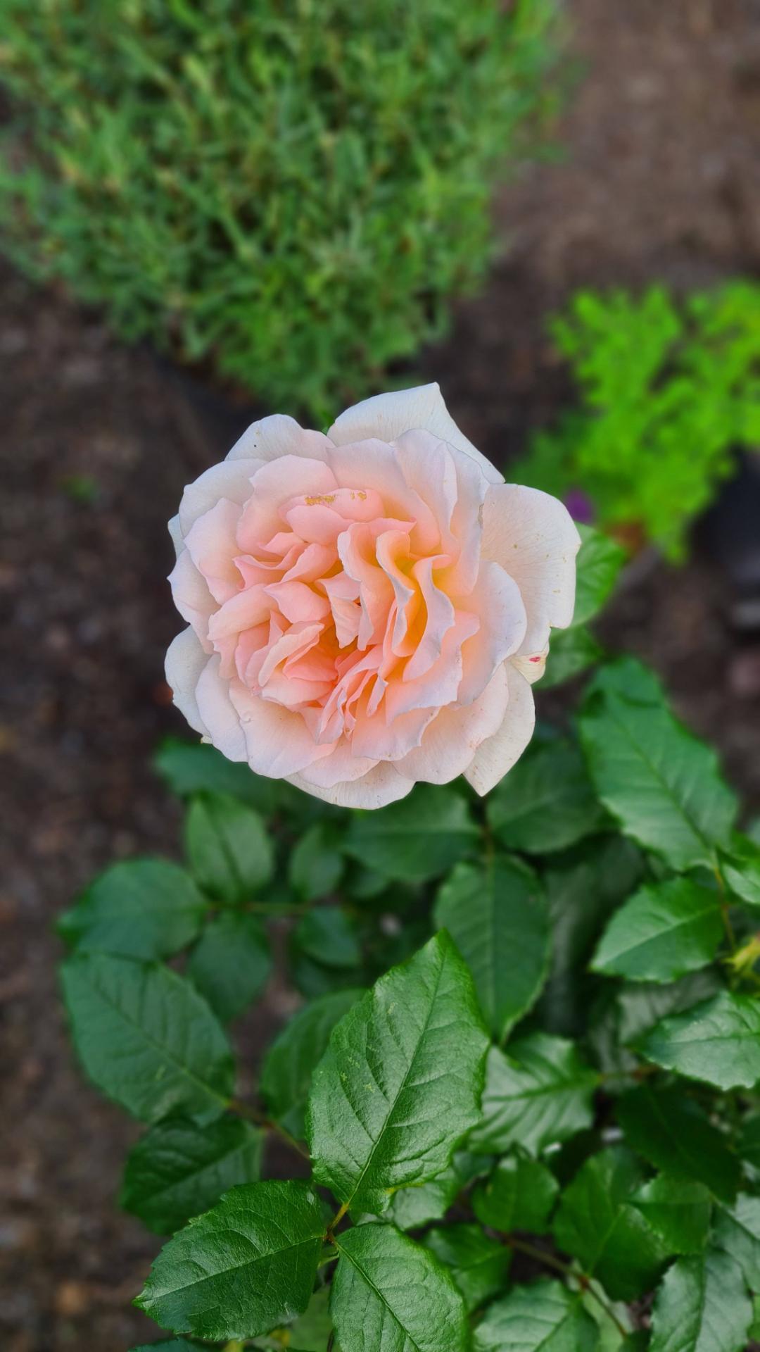 Wiklanders Trädgård