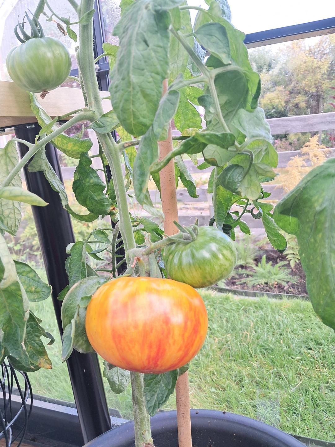Oh!Garden - Tomat Bolshaya Raduga