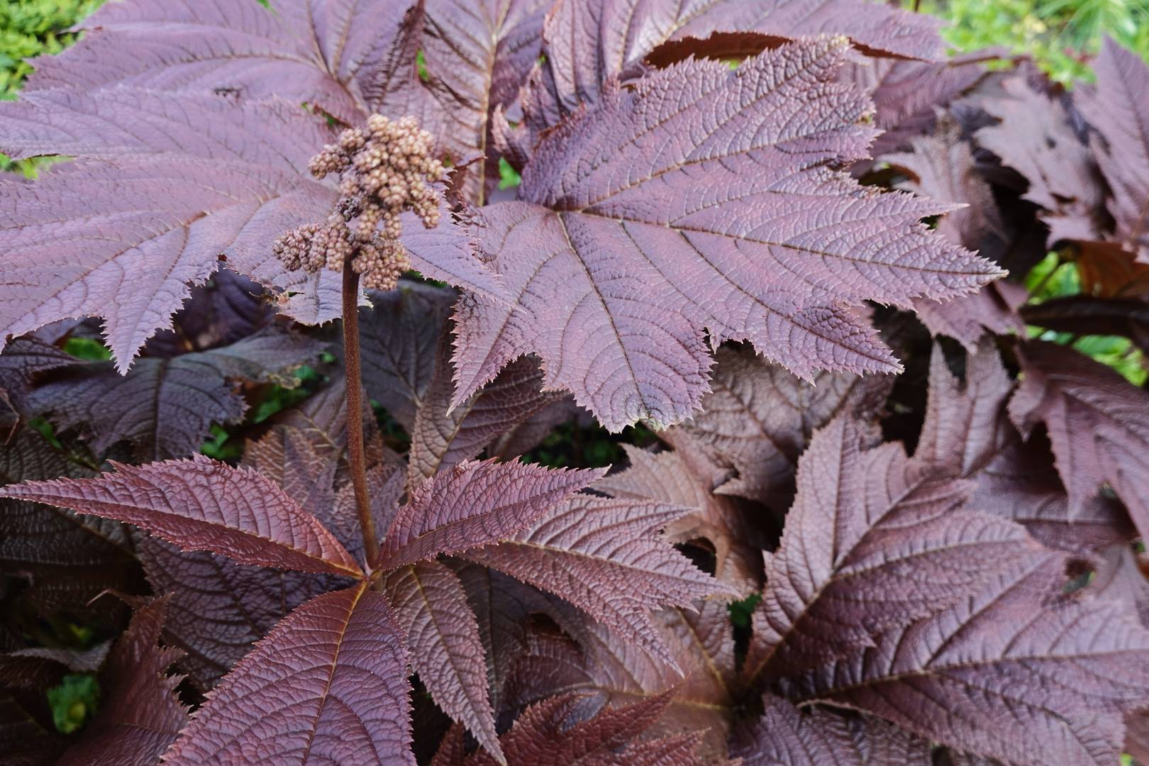 Bronsrodgersia Rotlaub