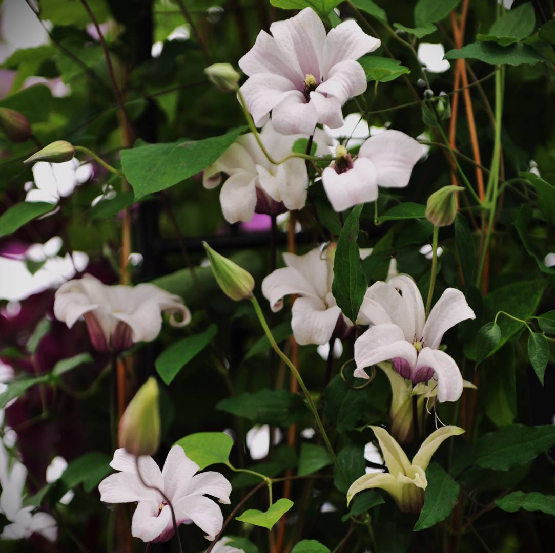 Klematis Princess Kate