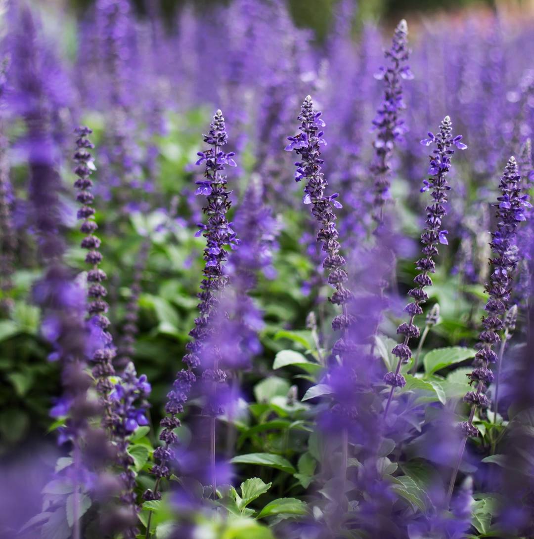 Salvia Big Blue