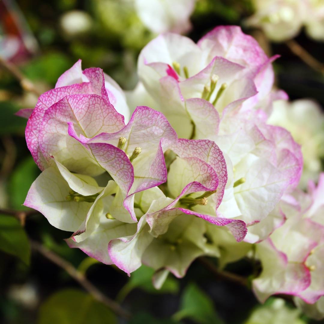 Bougainvillea Imperial Thai Delight