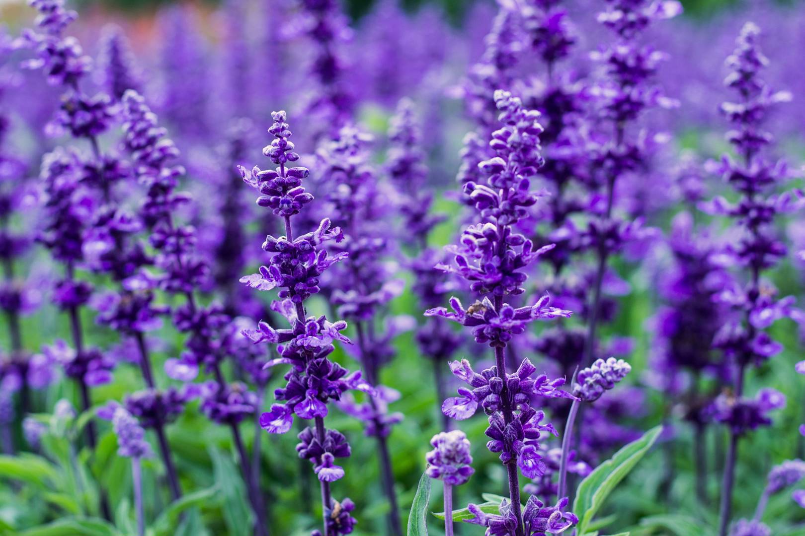 Daggsalvia 