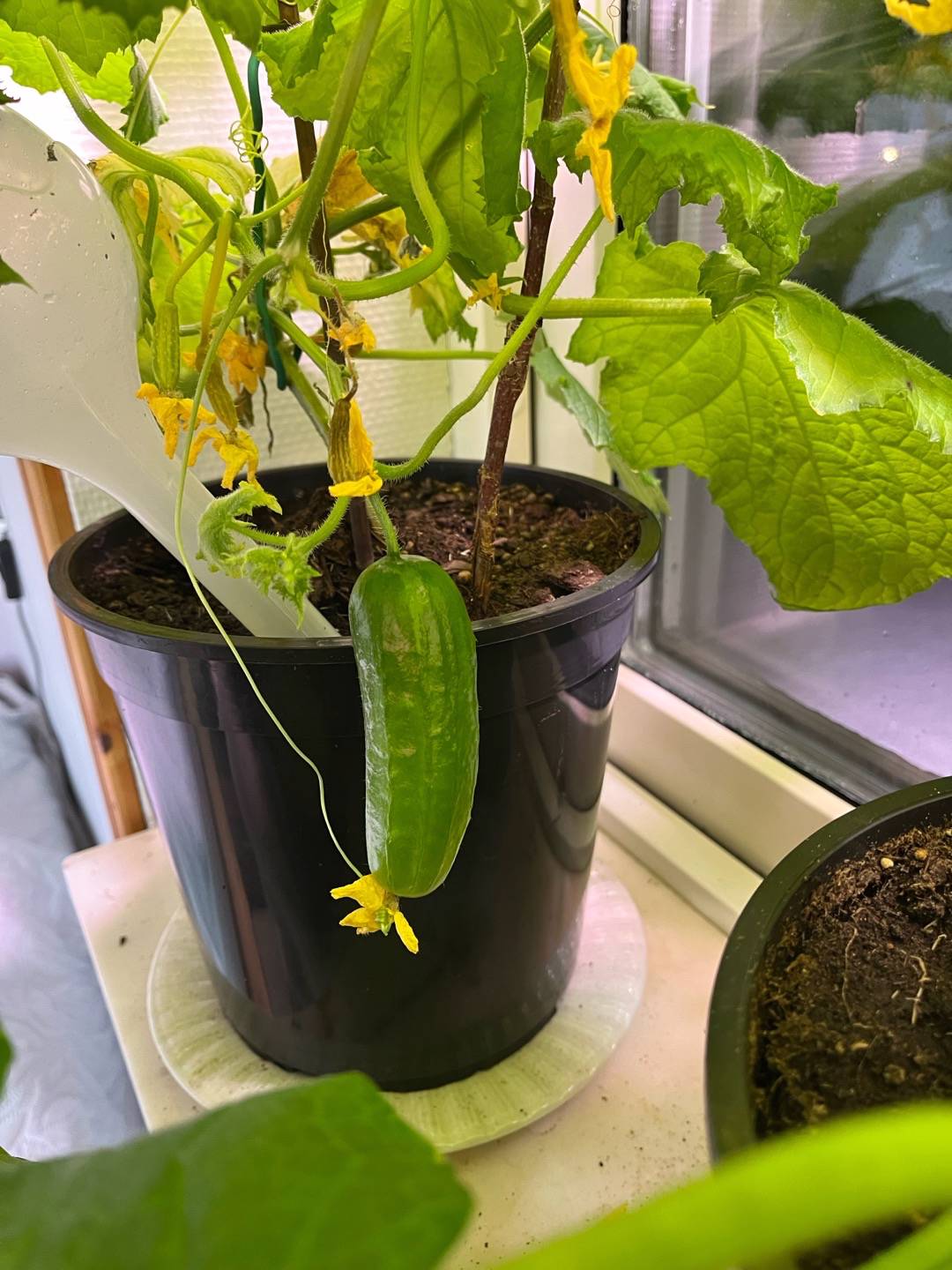 Oxhult’s Blommor & Grönt