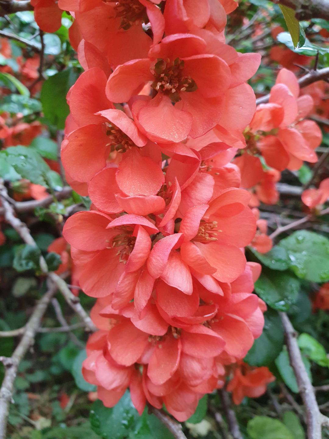 Liten rosenkvitten Cido