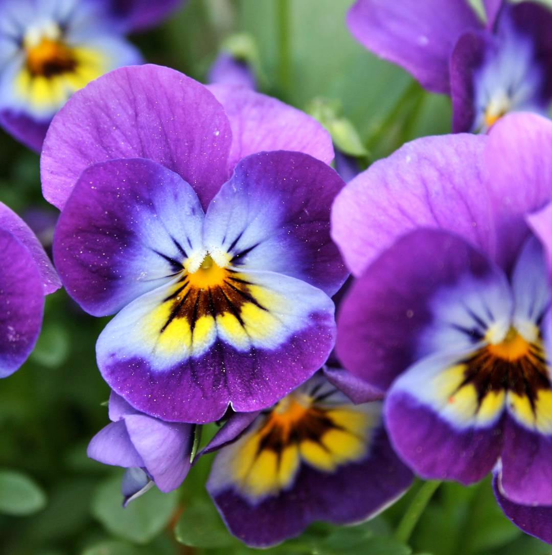 Hornviol 
