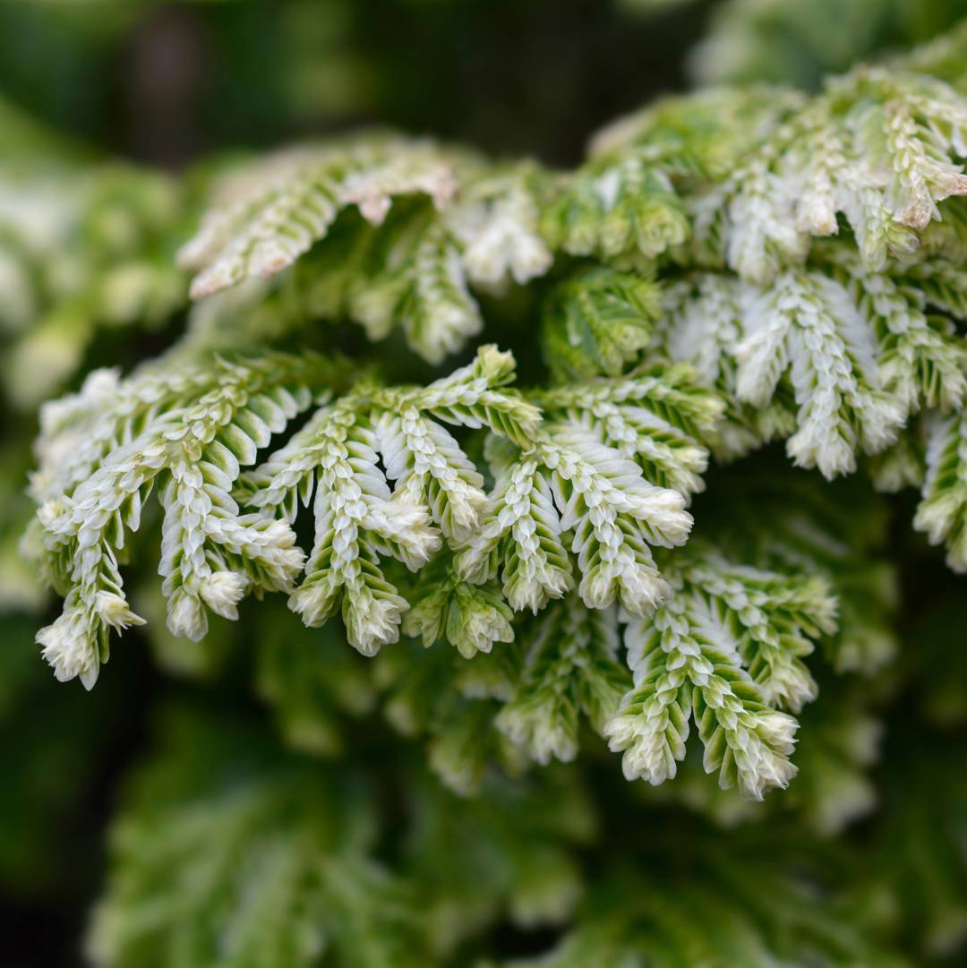Mosslummer 