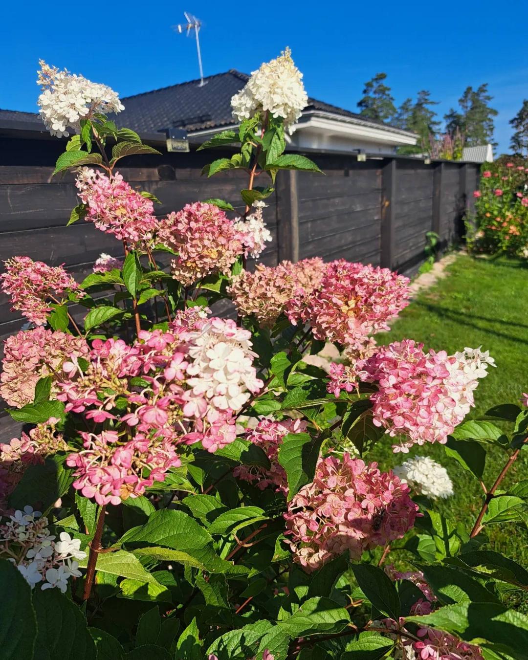Syrenhortensia Living Pink & Rose