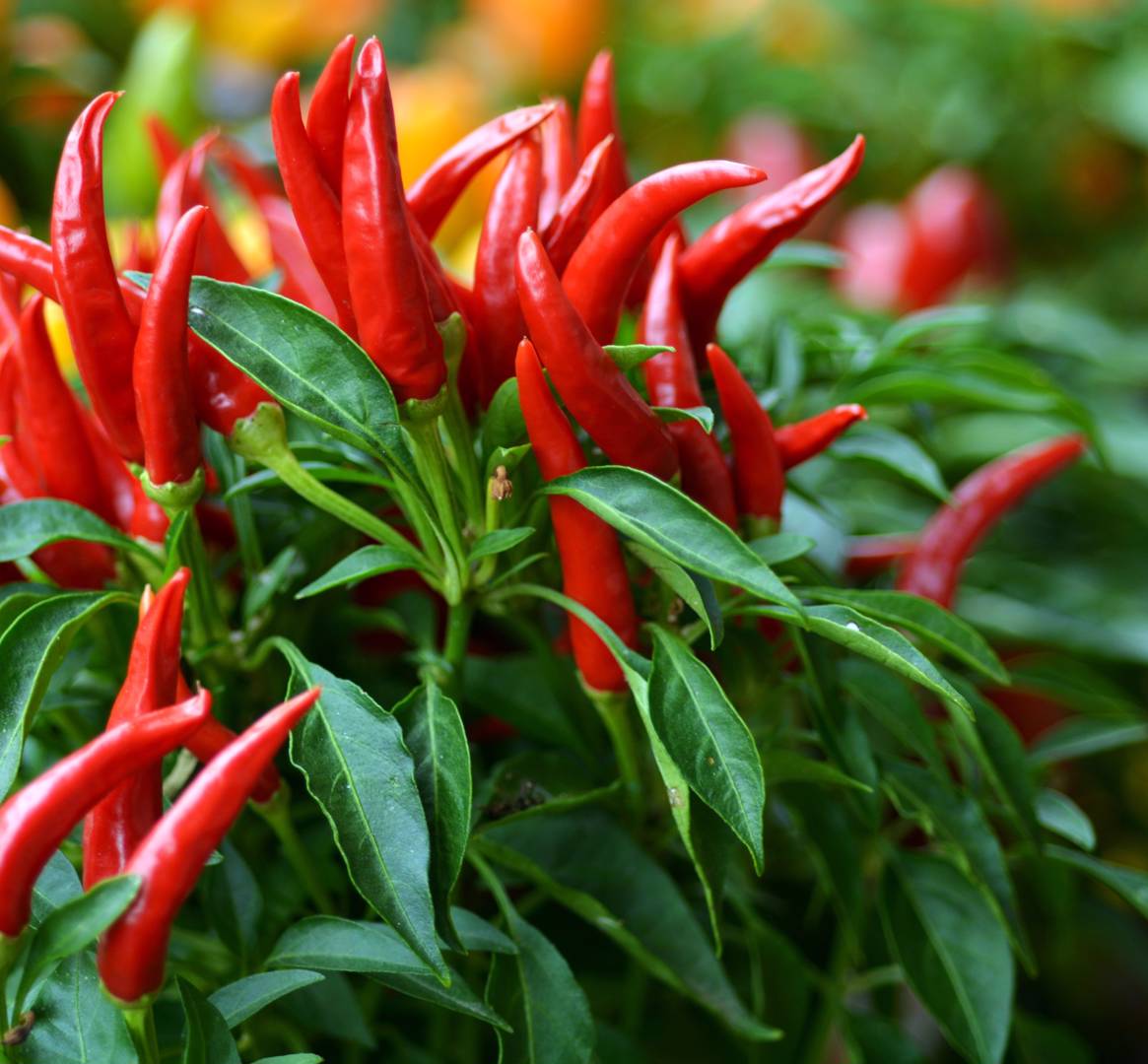 Chilipeppar Bird's Eye