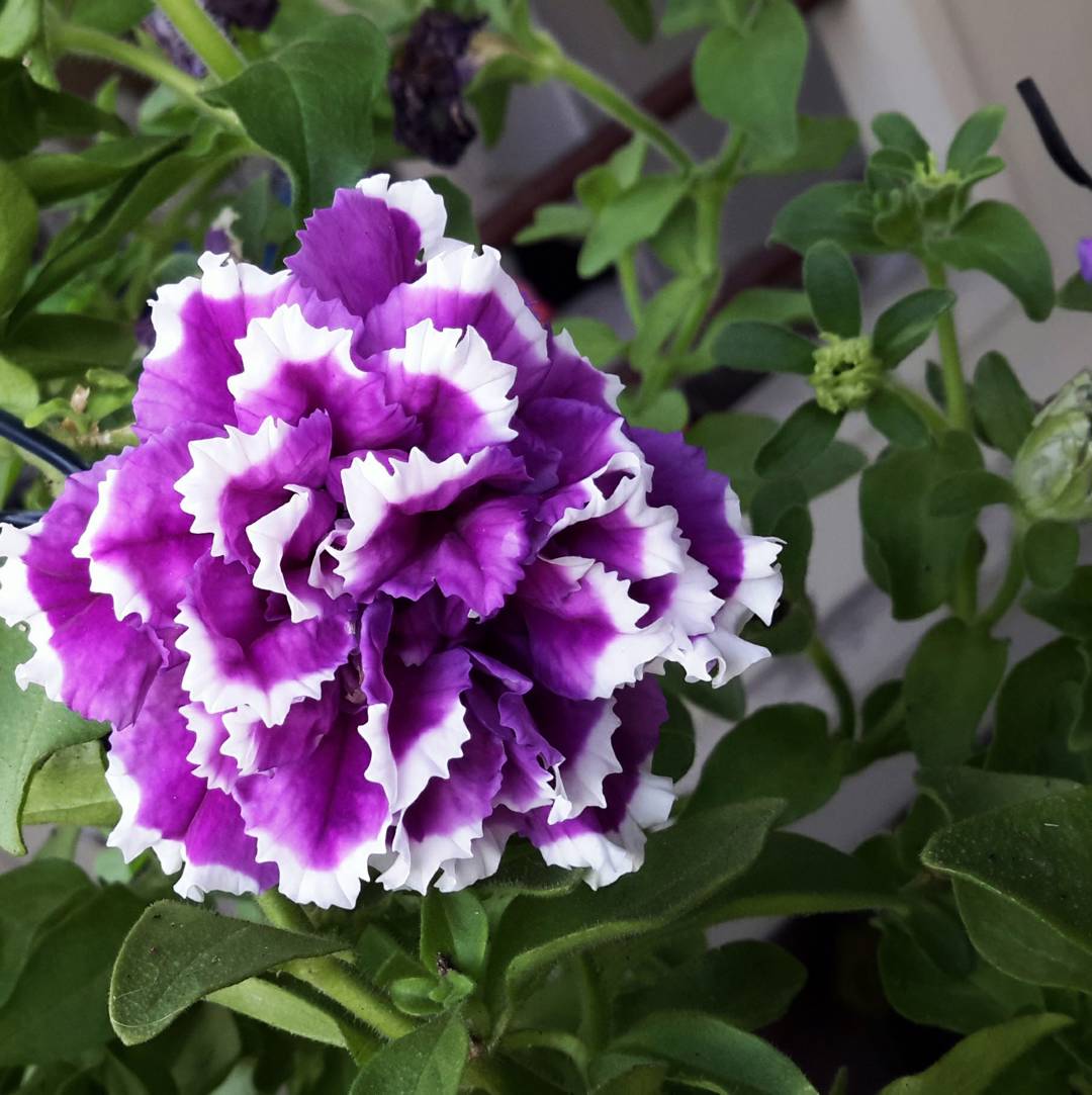 Petunia Purple Pirouette