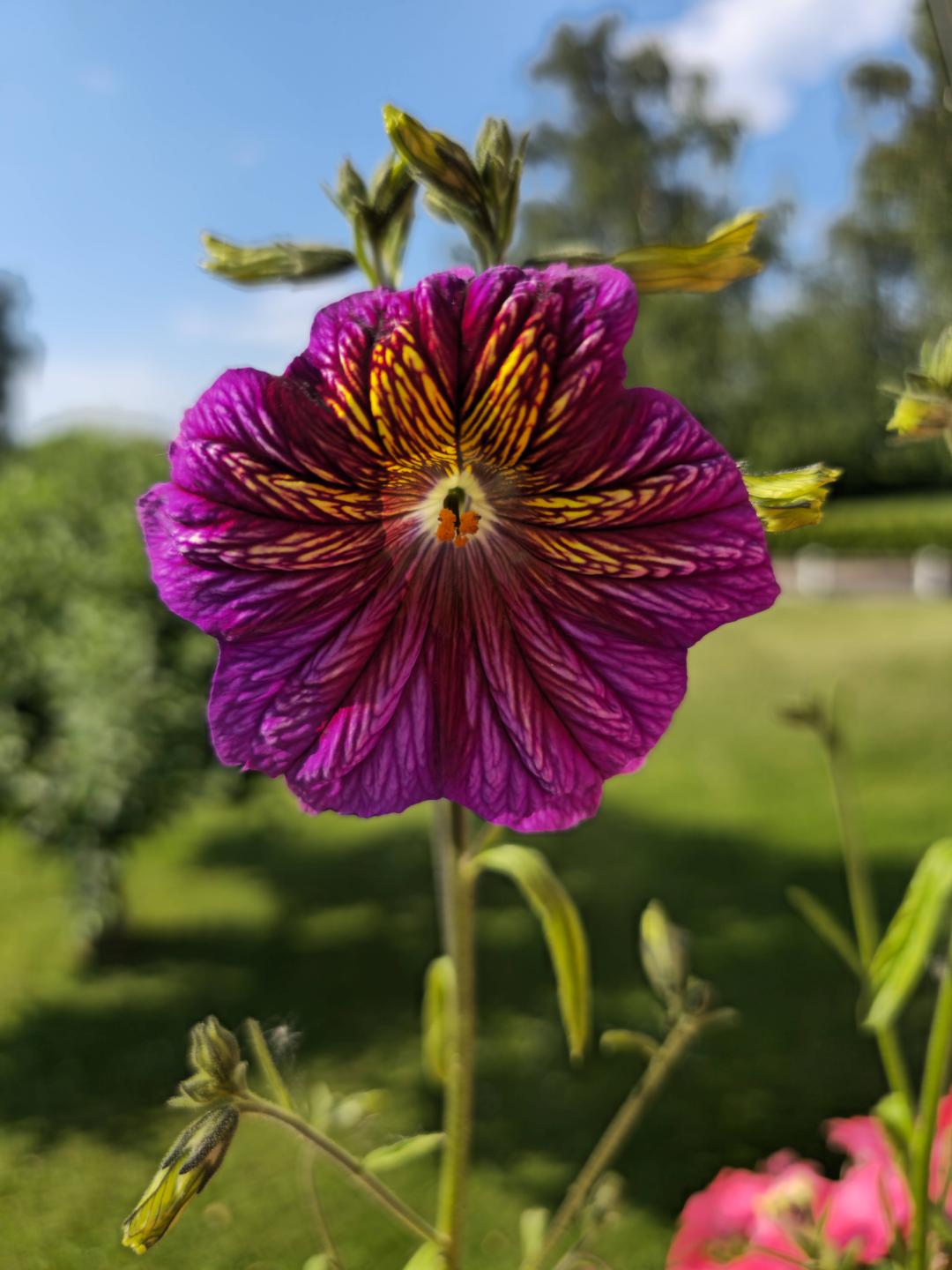Trumpetblomma Bolero
