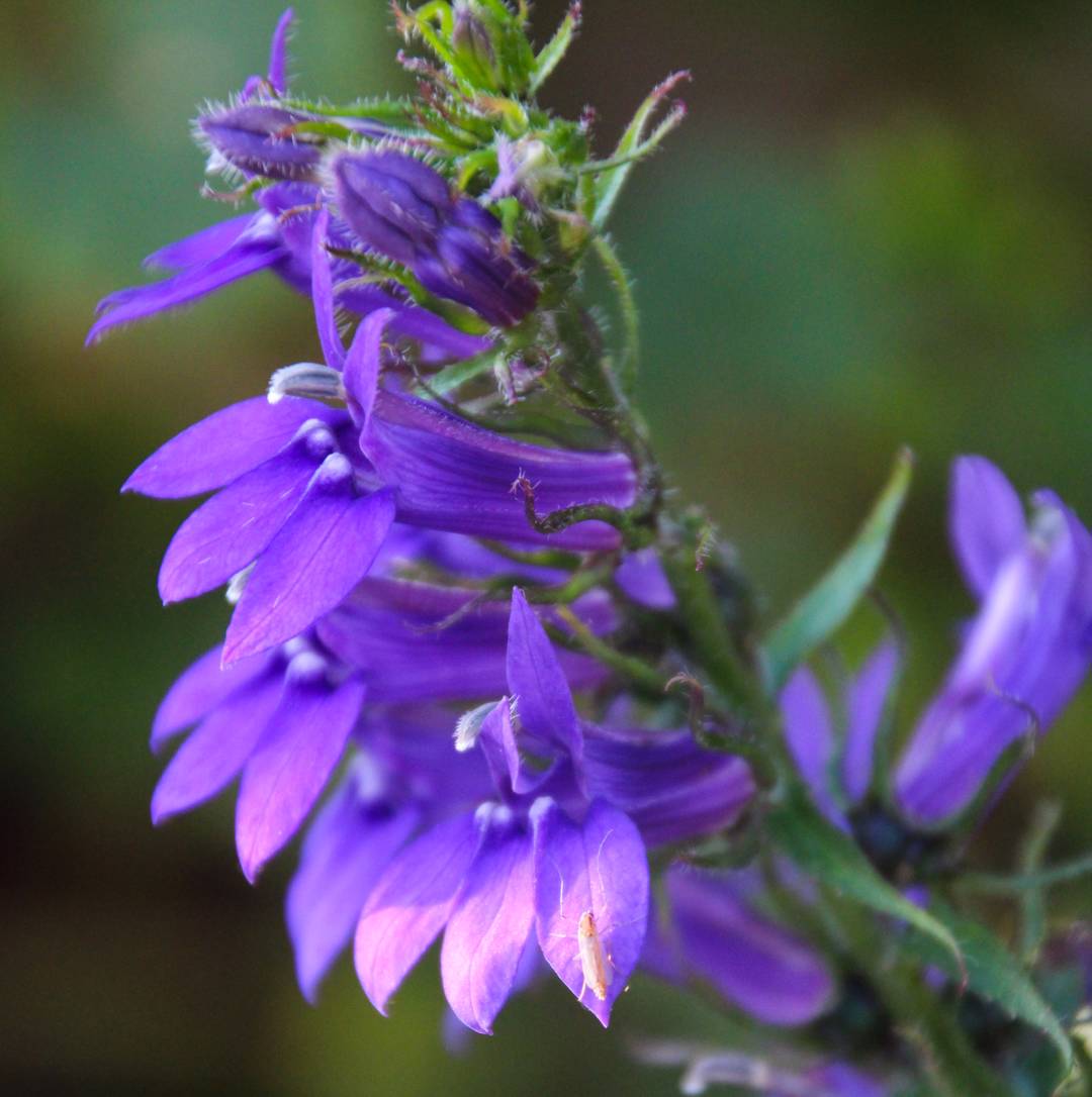 Rabattlobelia 