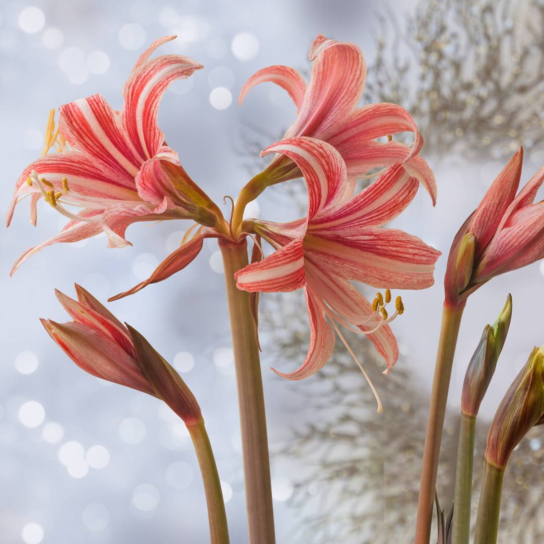 Fjärilsamaryllis Sweet Lilian