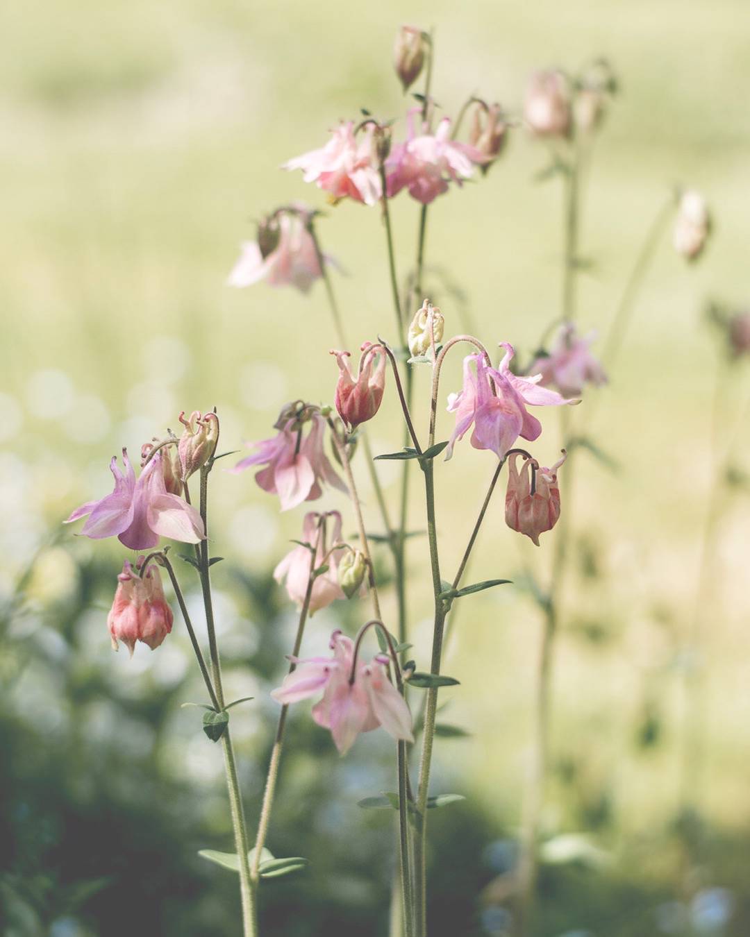 Där knoppar brister
