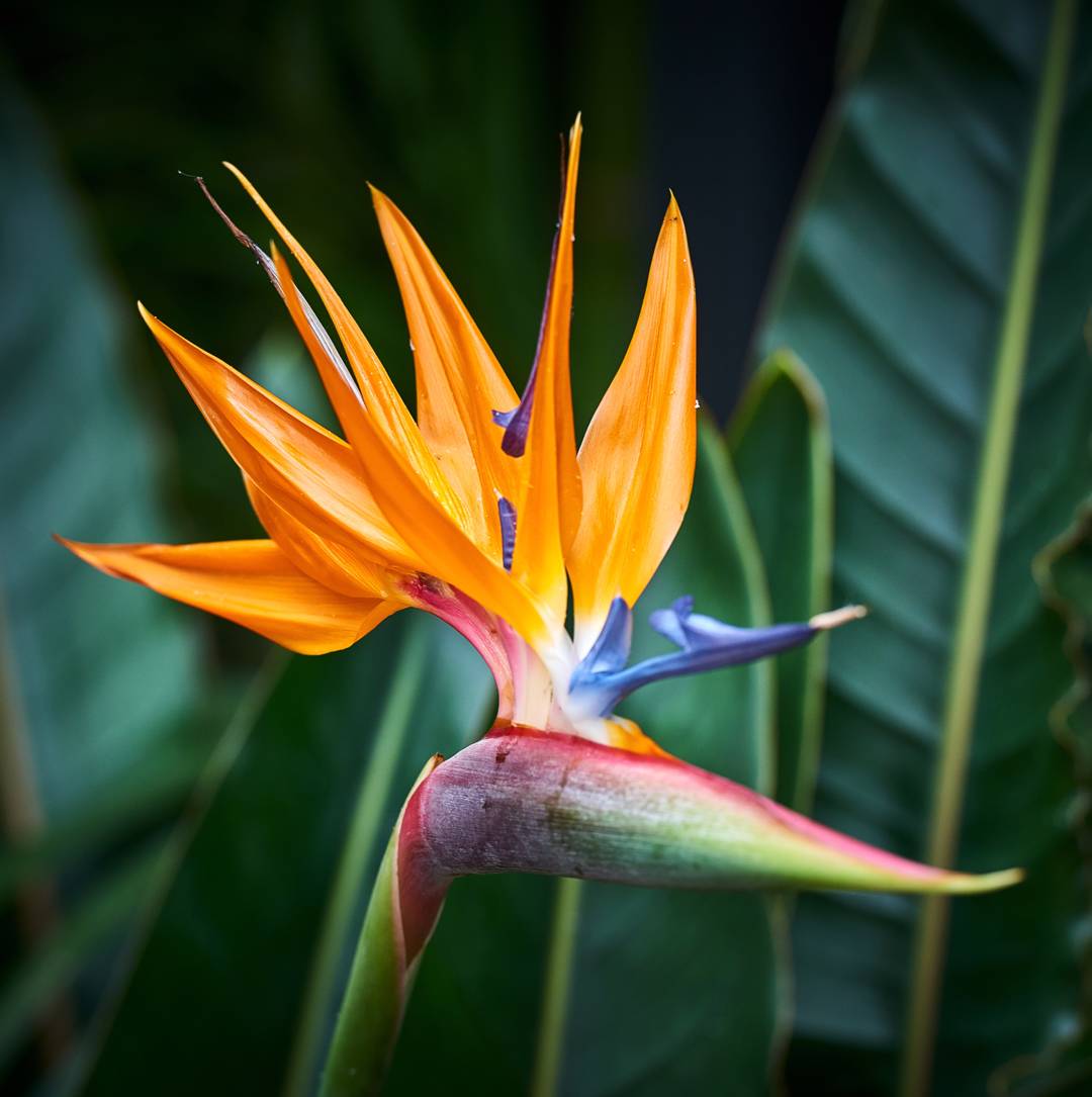 Papegojblomma 