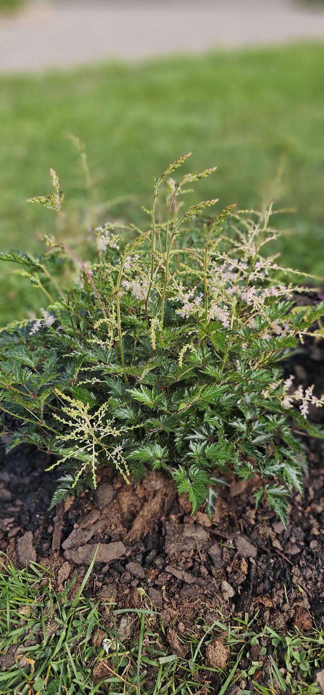 Fjäderastilbe Sprite