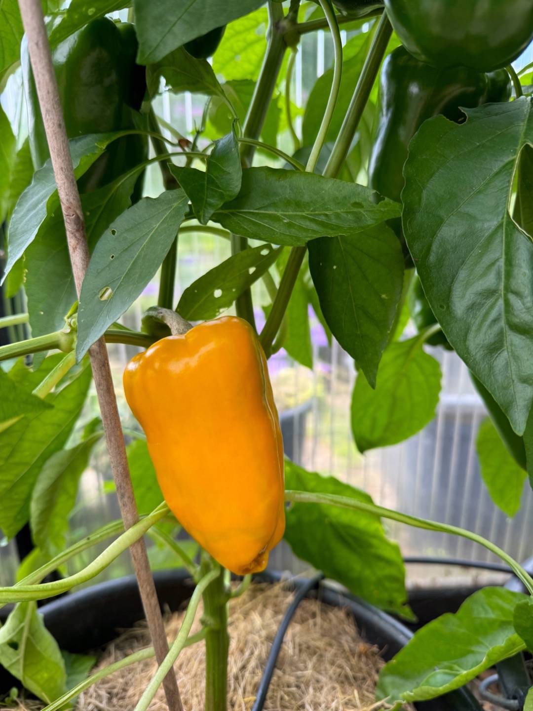 Paprika Yellow California Wonder