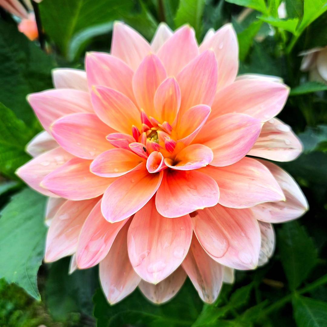 7sortersblomster