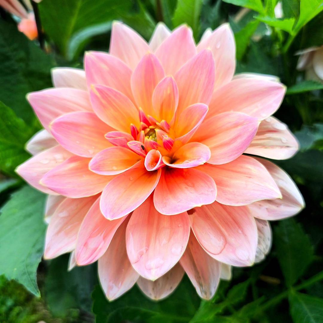 Dahlia Mister Frans