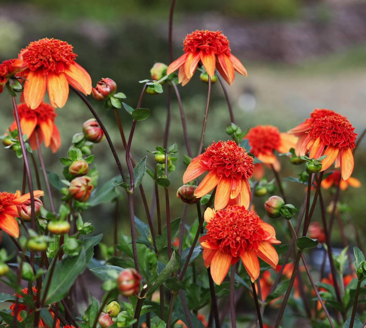 Dahlia Josie