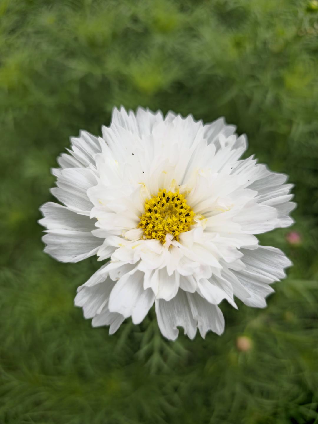 7sortersblomster