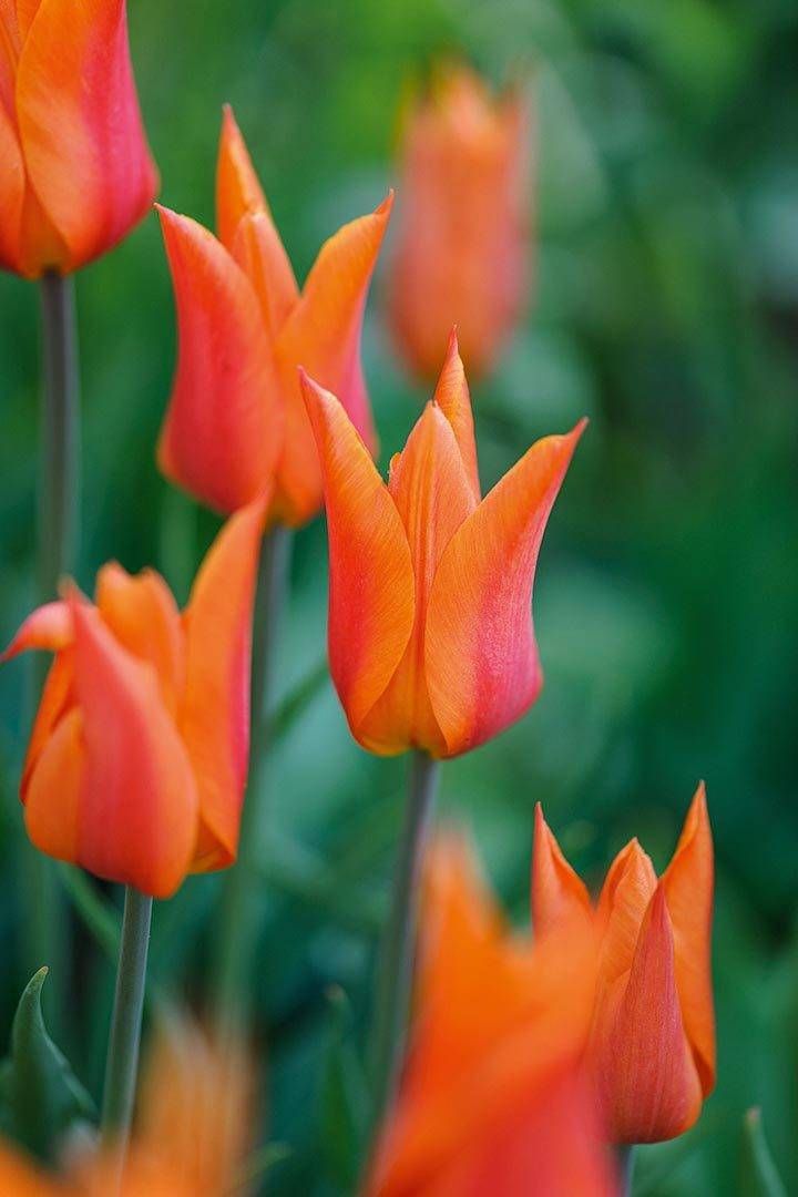 Blomfeltsgårdens Trädgård