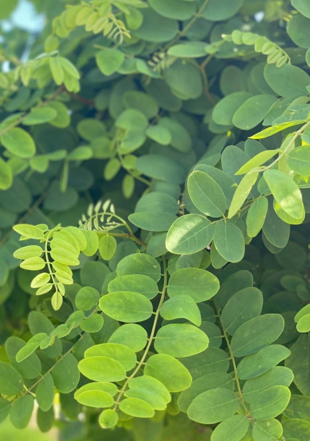 Klotrobinia Umbraculifera