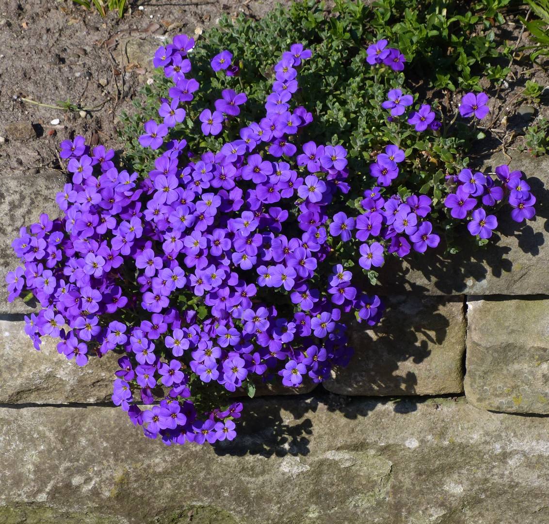 Aubrieta Blaumeise