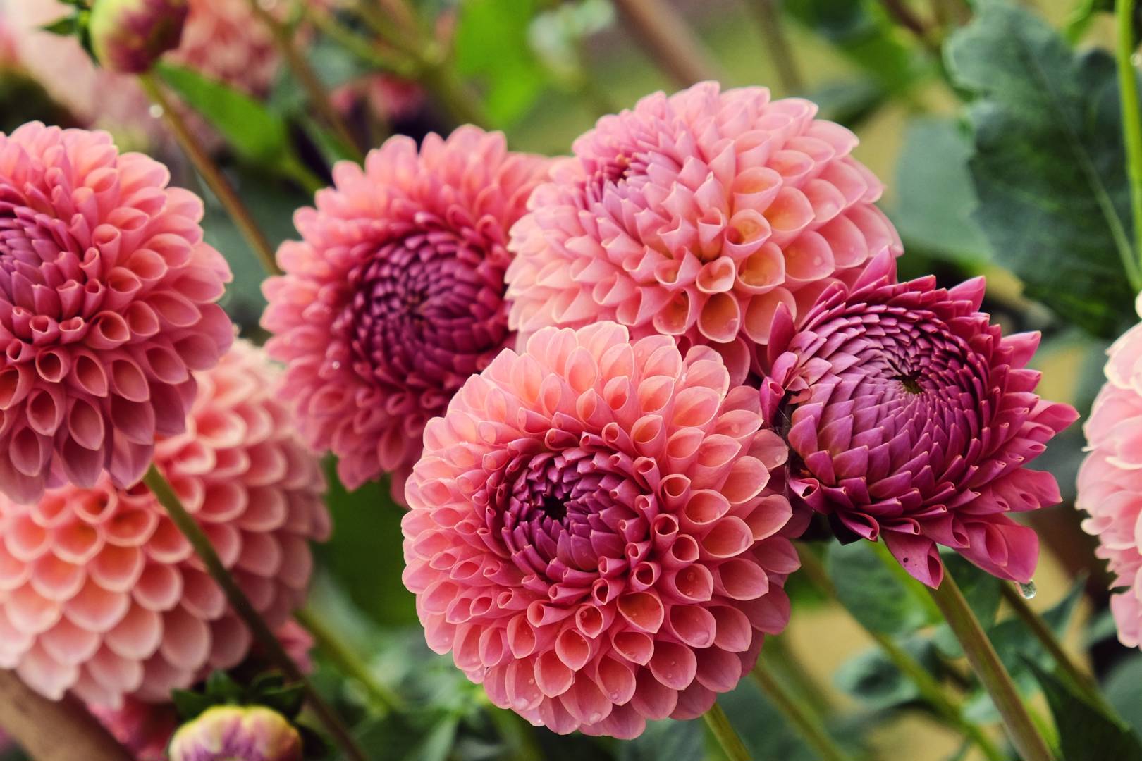Dahlia Jowey Winnie