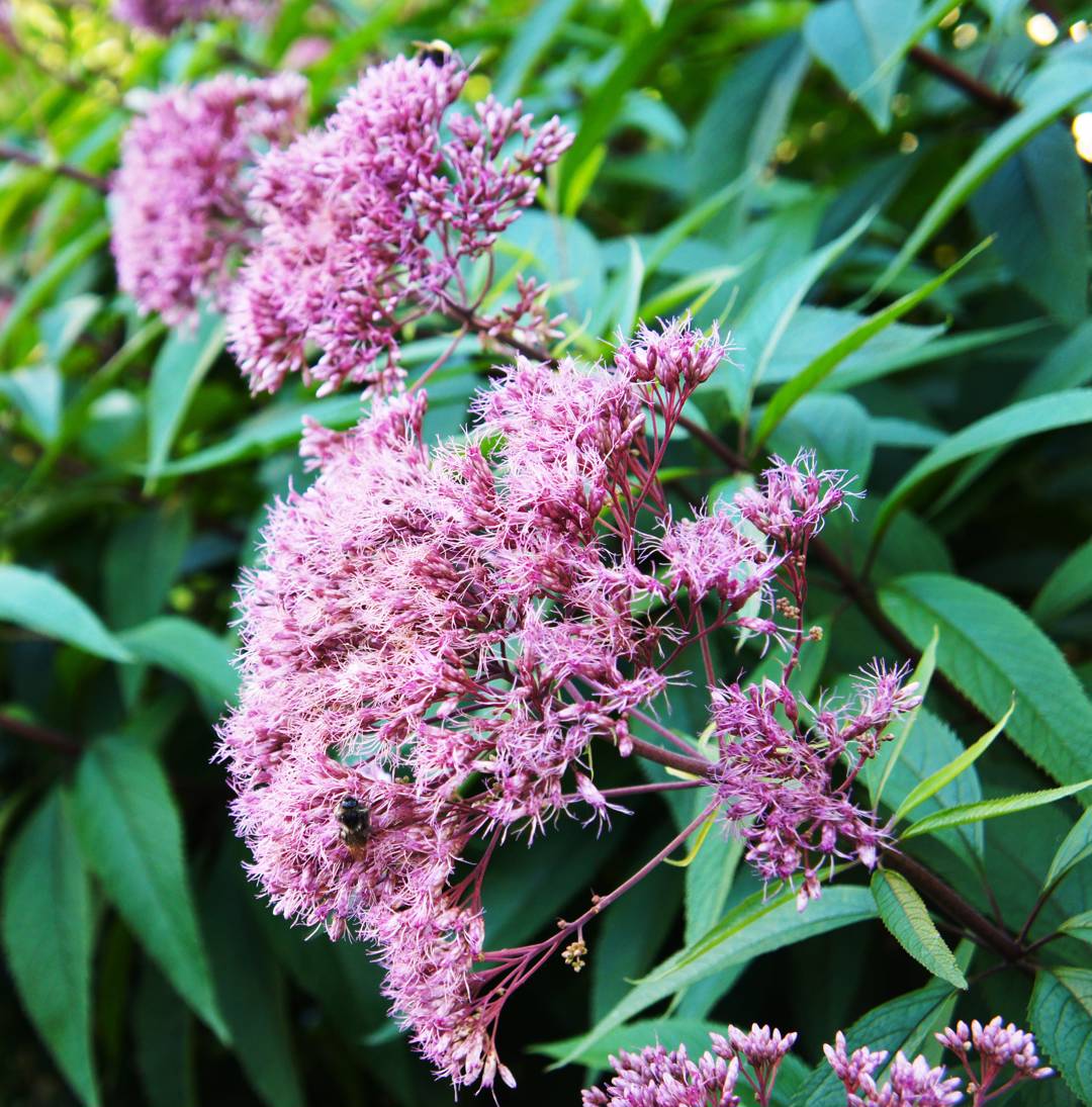 Fläckflockel Purple Bush