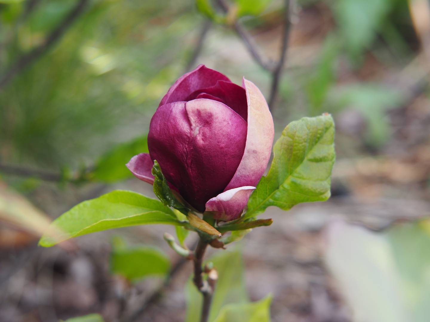 Rosenmagnolia Genie