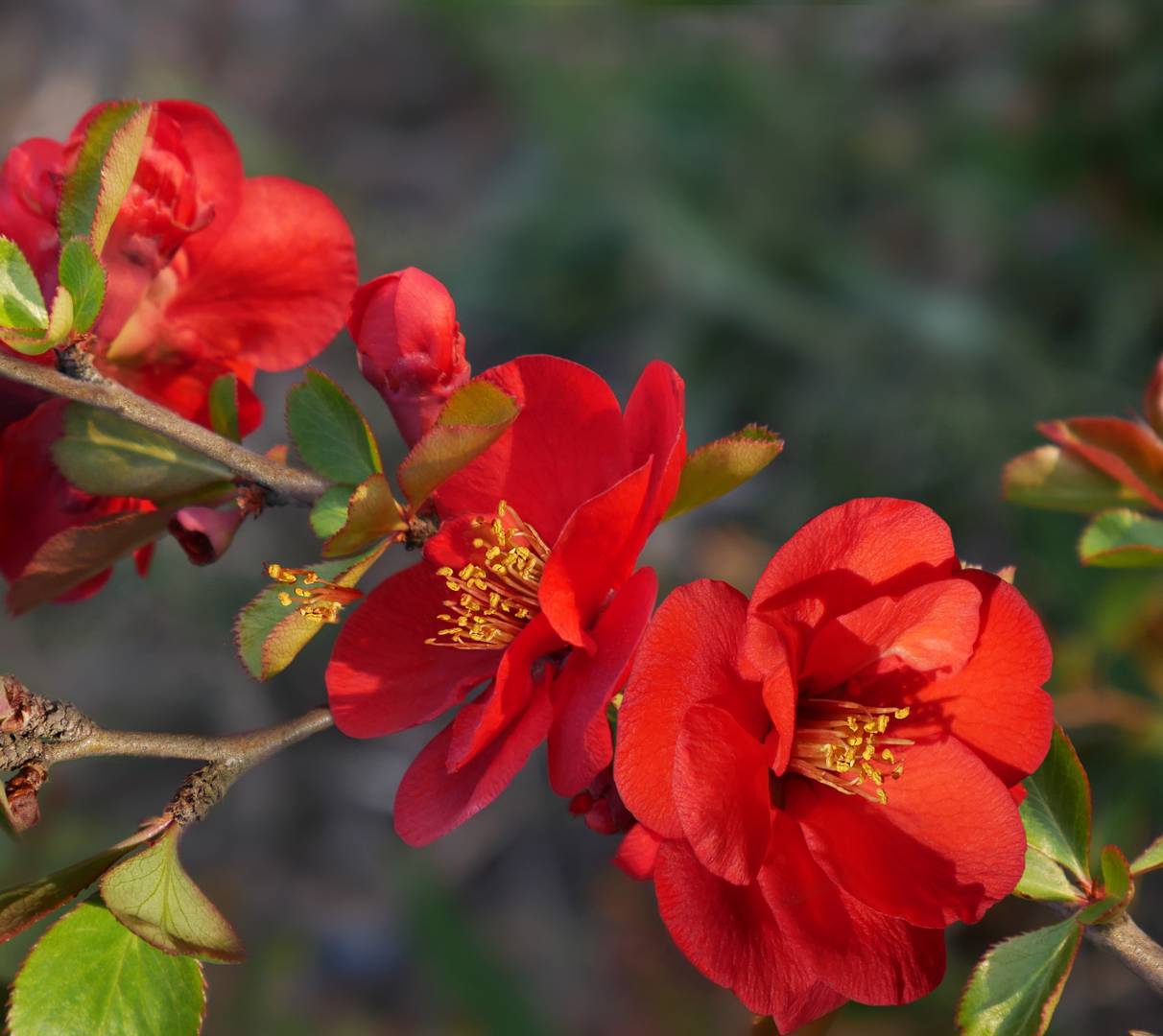 Hybridrosenkvitten Nicoline