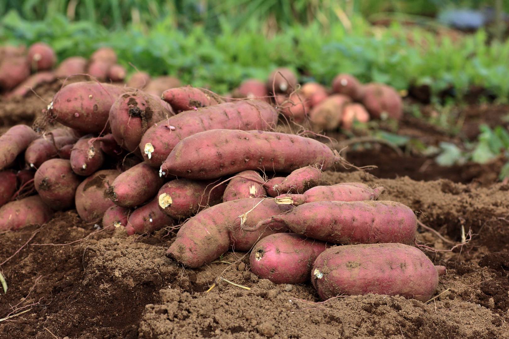 Sötpotatis 