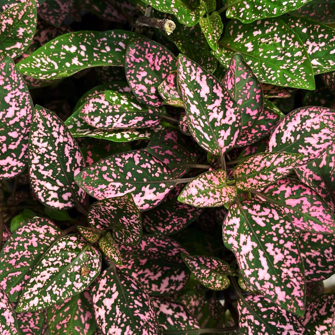 Rosenstänk Pink Polka Dot