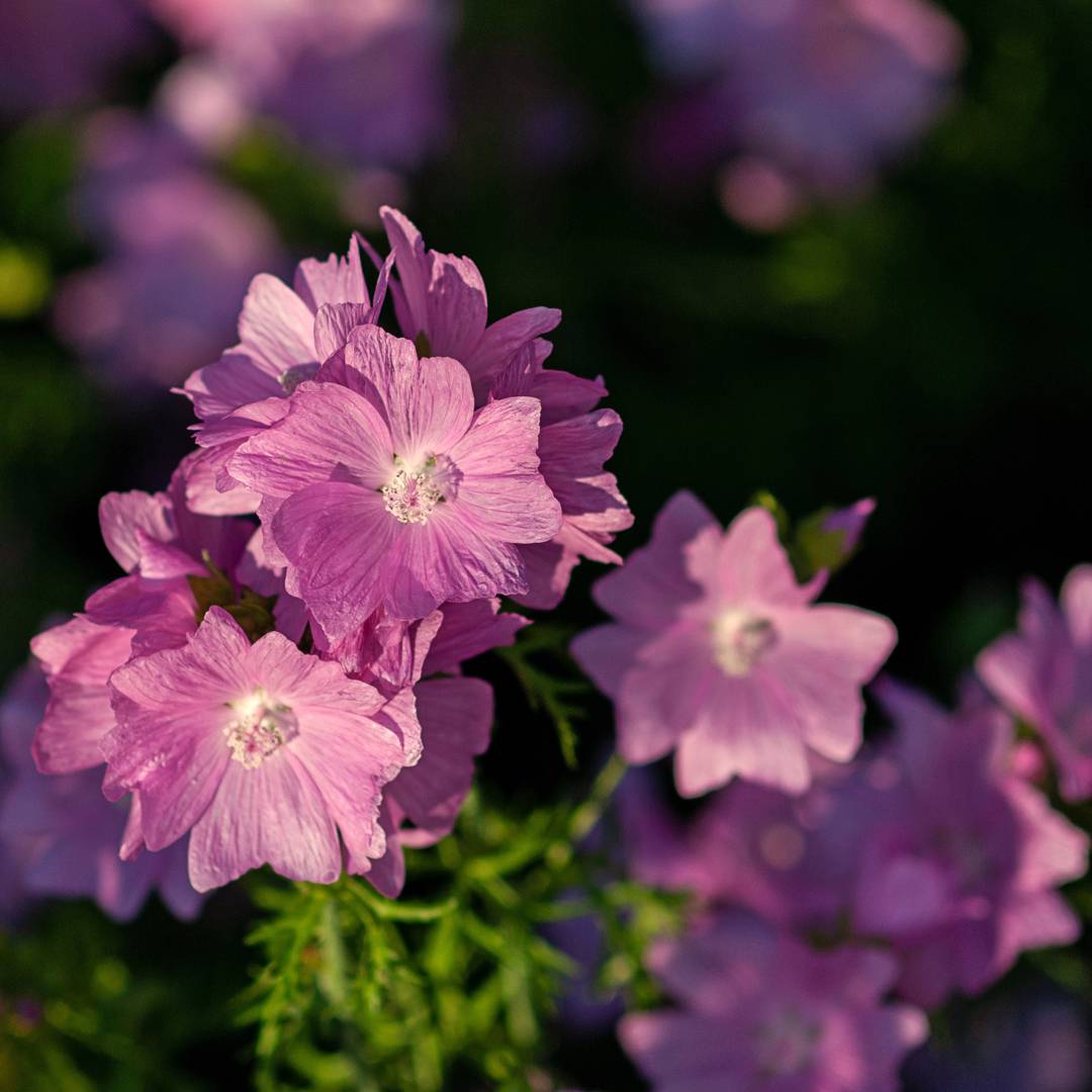 Myskmalva Rosea