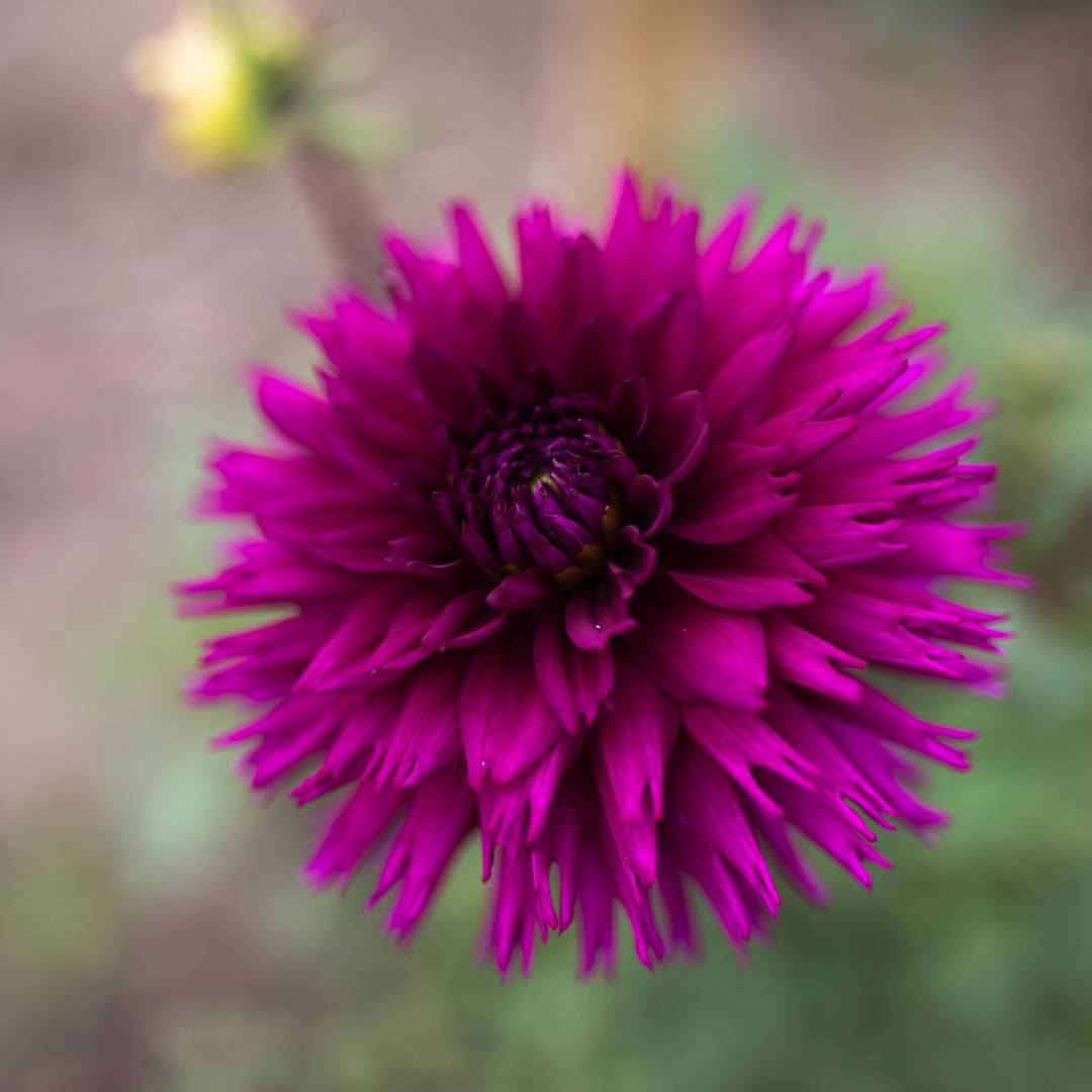 Dahlia Ambition
