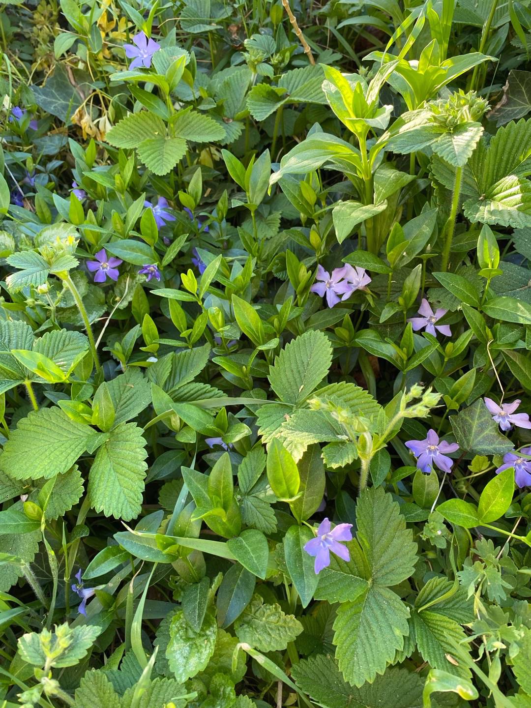 Petra på Blomstervägen