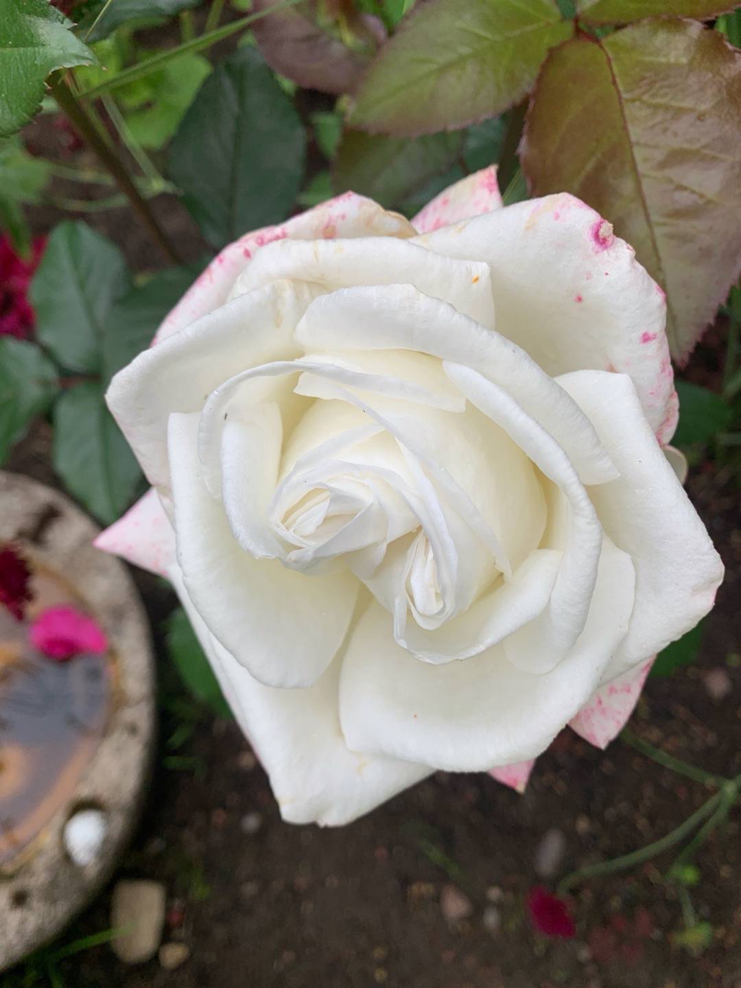 Ros Karen Blixen