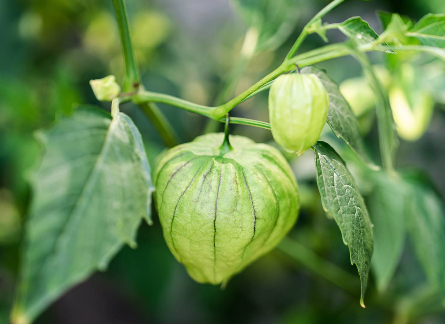 Tomatillo 