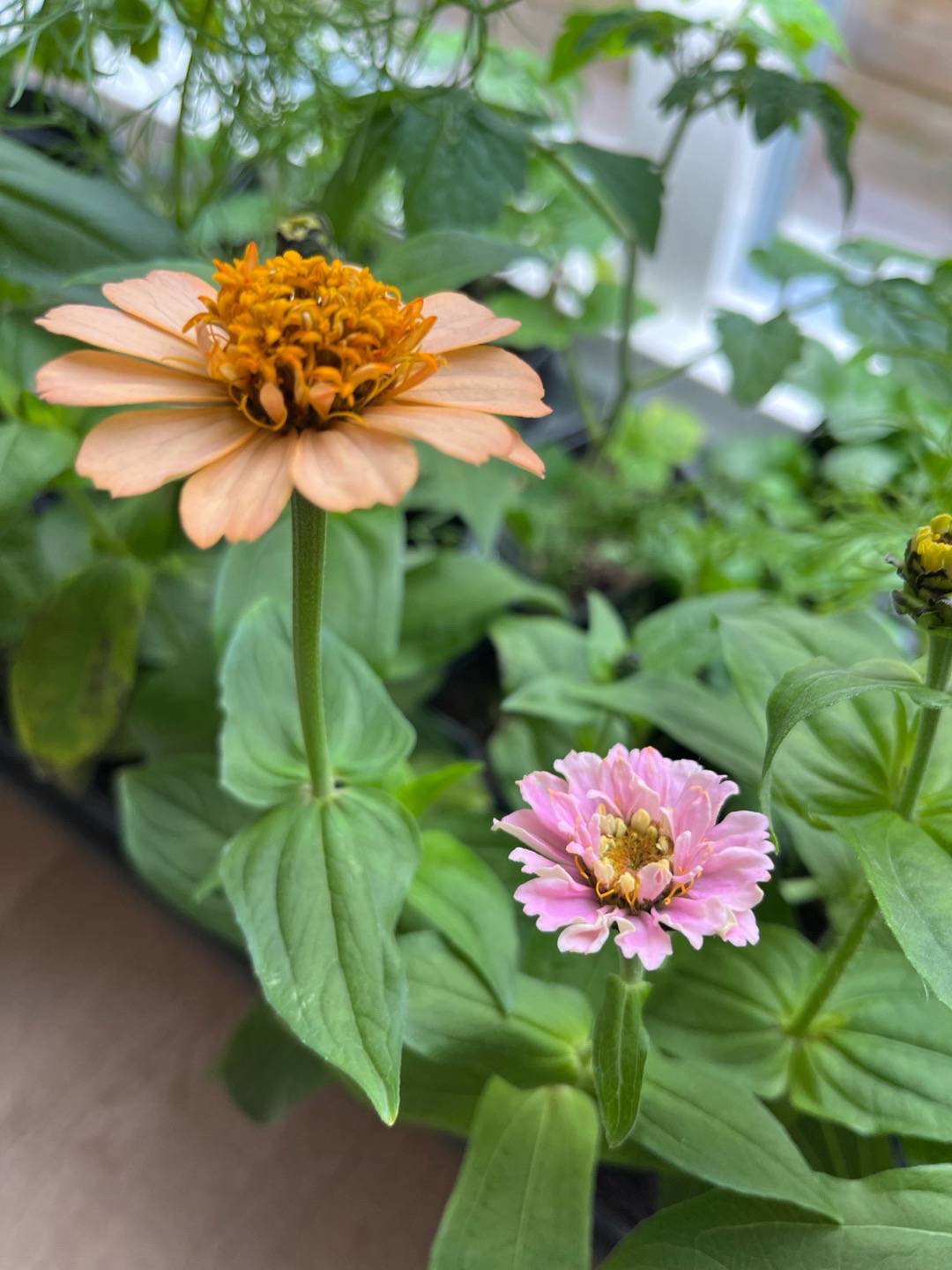 Zinnia Old Scabiosa