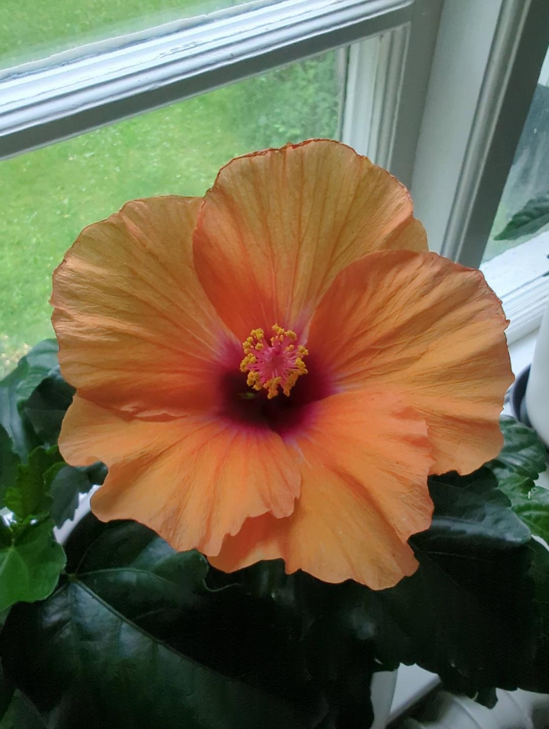 Hibiskus Orange