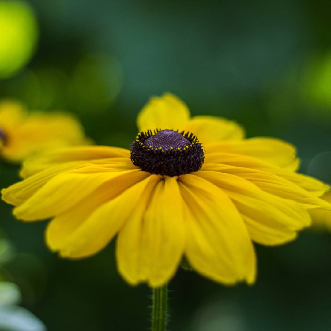 Sommarrudbeckia Marmalade