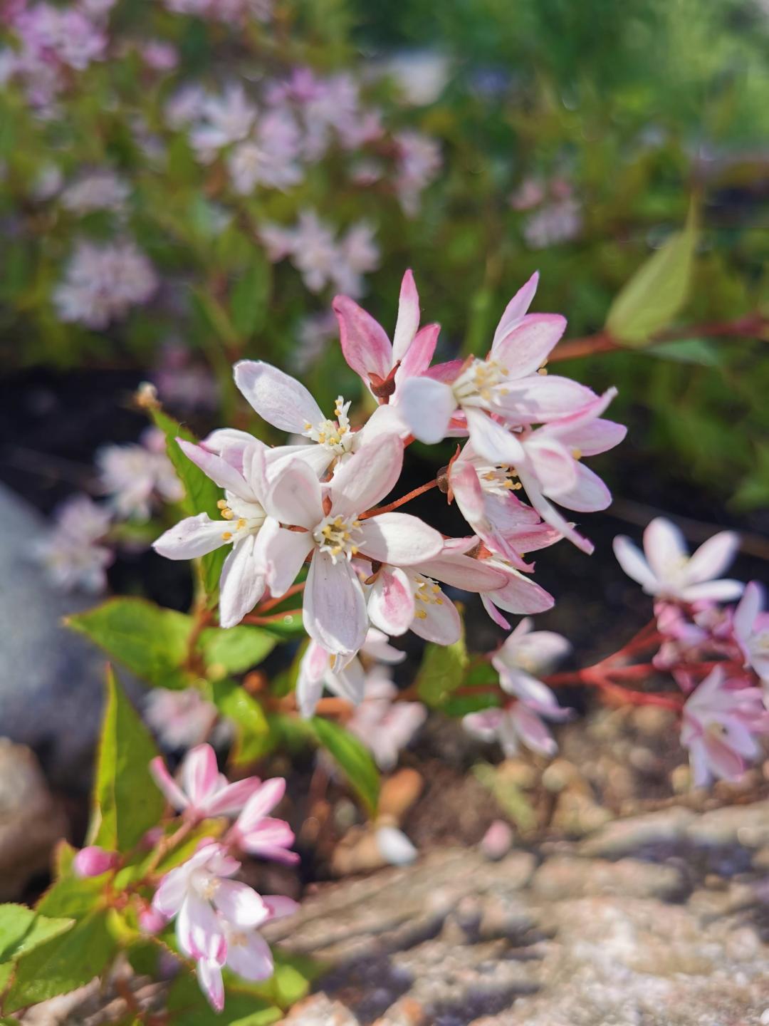 Oh!Garden - Rosendeutzia Yuki Snowflake