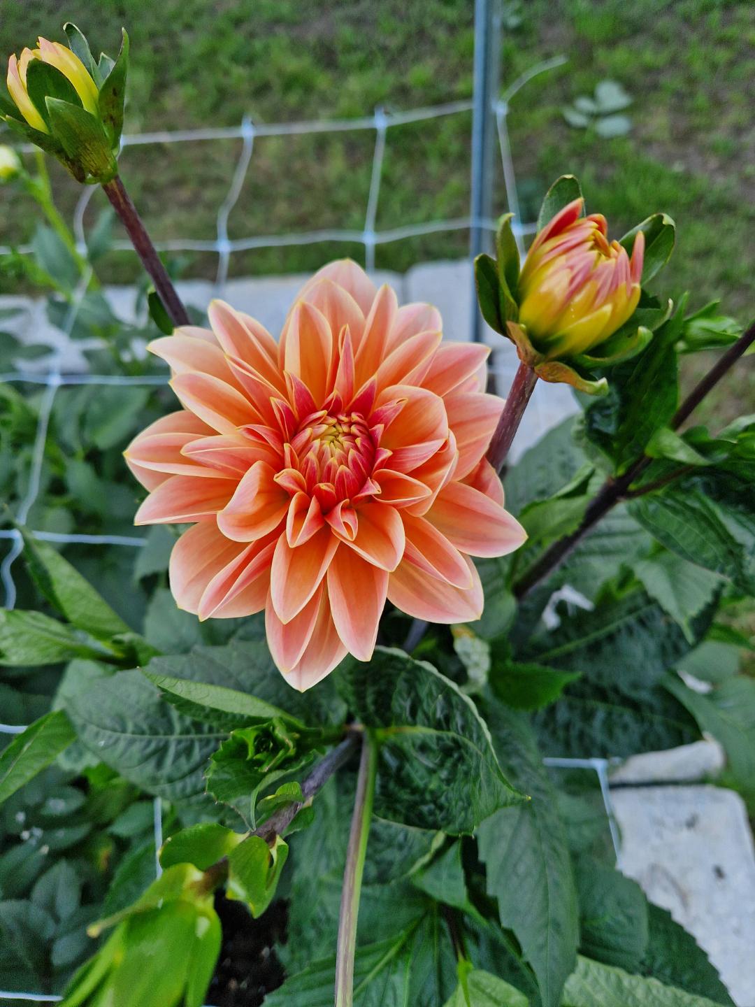 Malinrebecka93