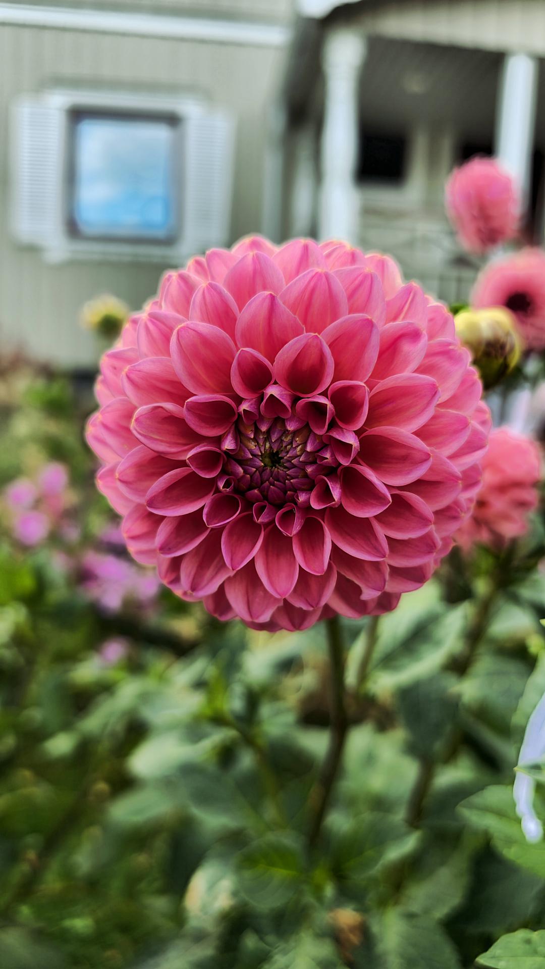 Dahlia Dikara Superb