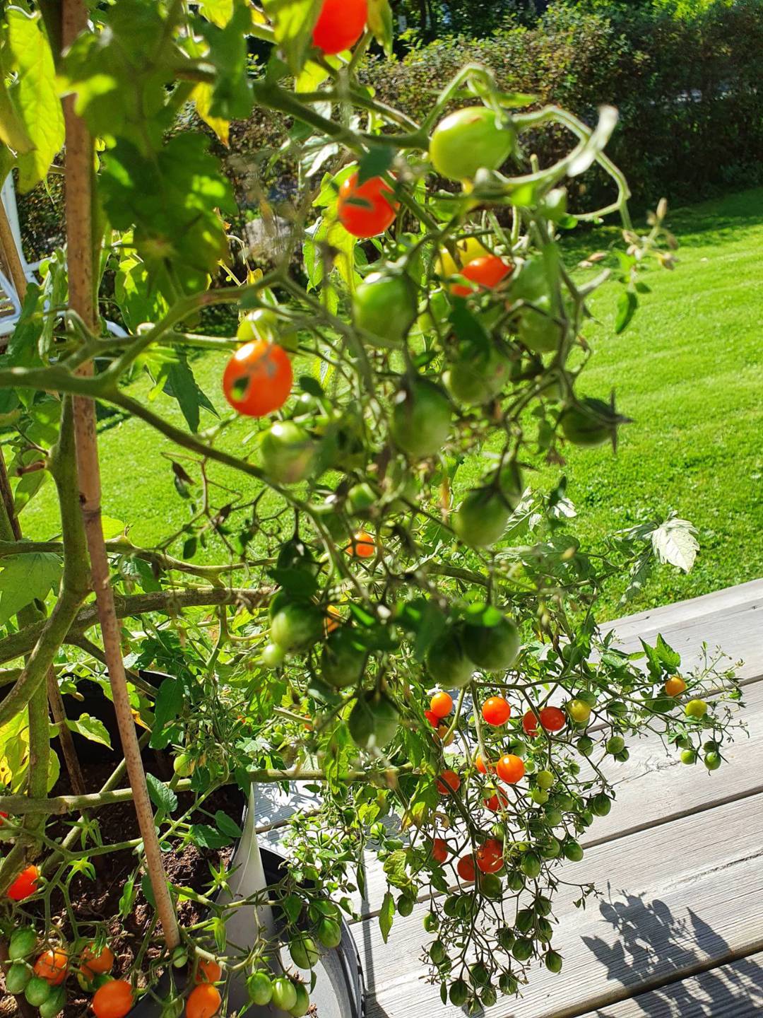 Vinbärstomat Golden Currant