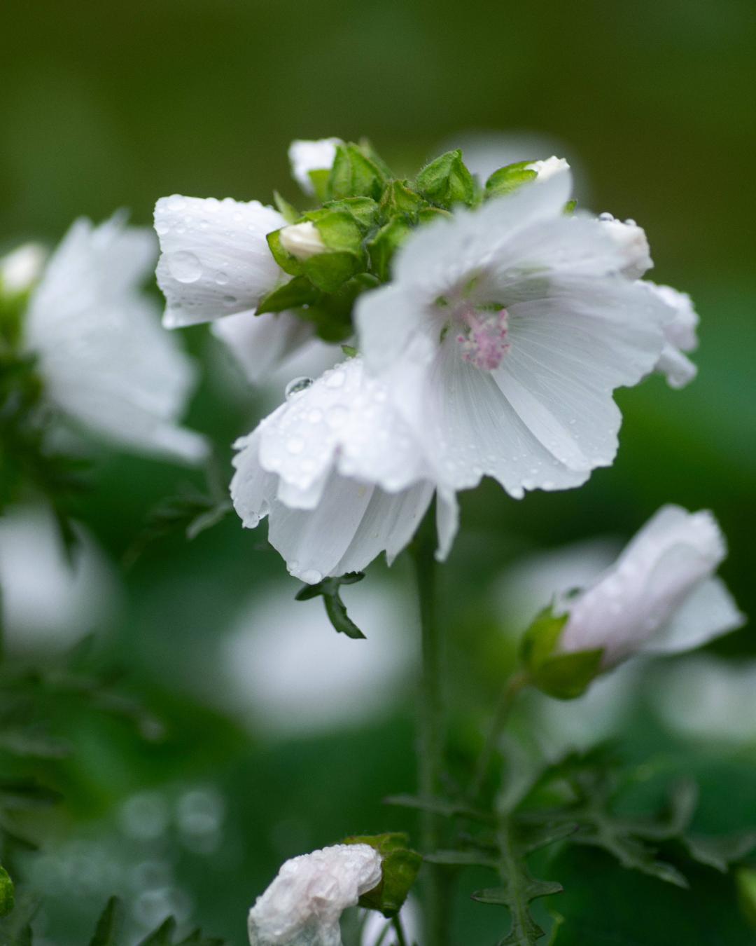 Myskmalva Alba