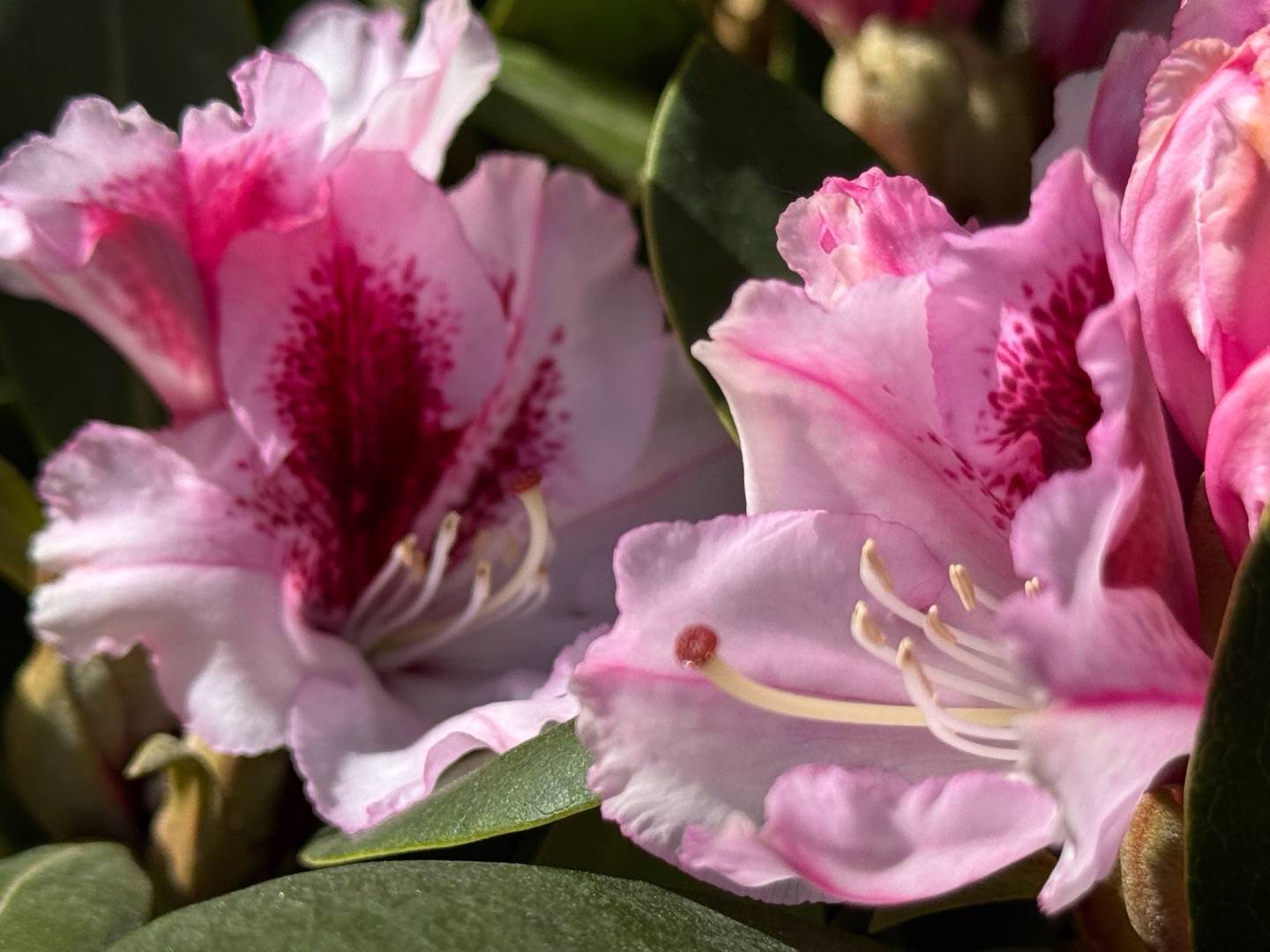 Rhododendron Herbstgruss