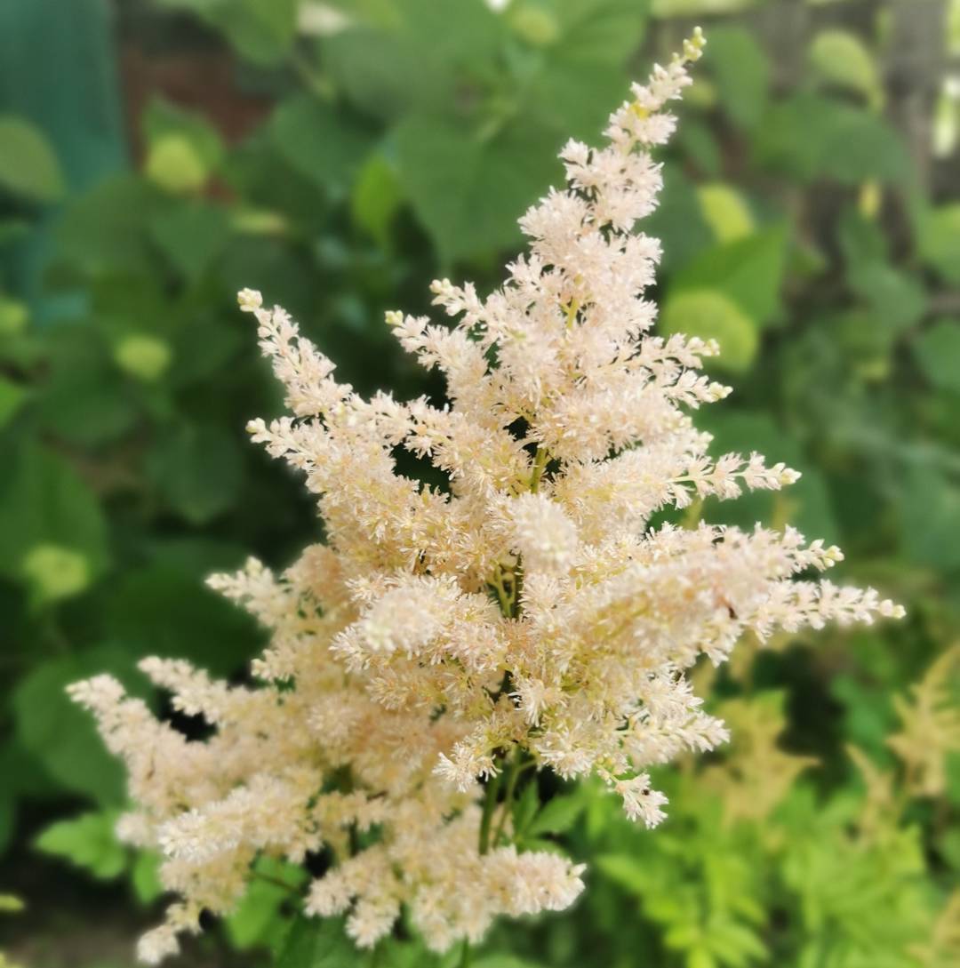 Astilbe Milk and Honey