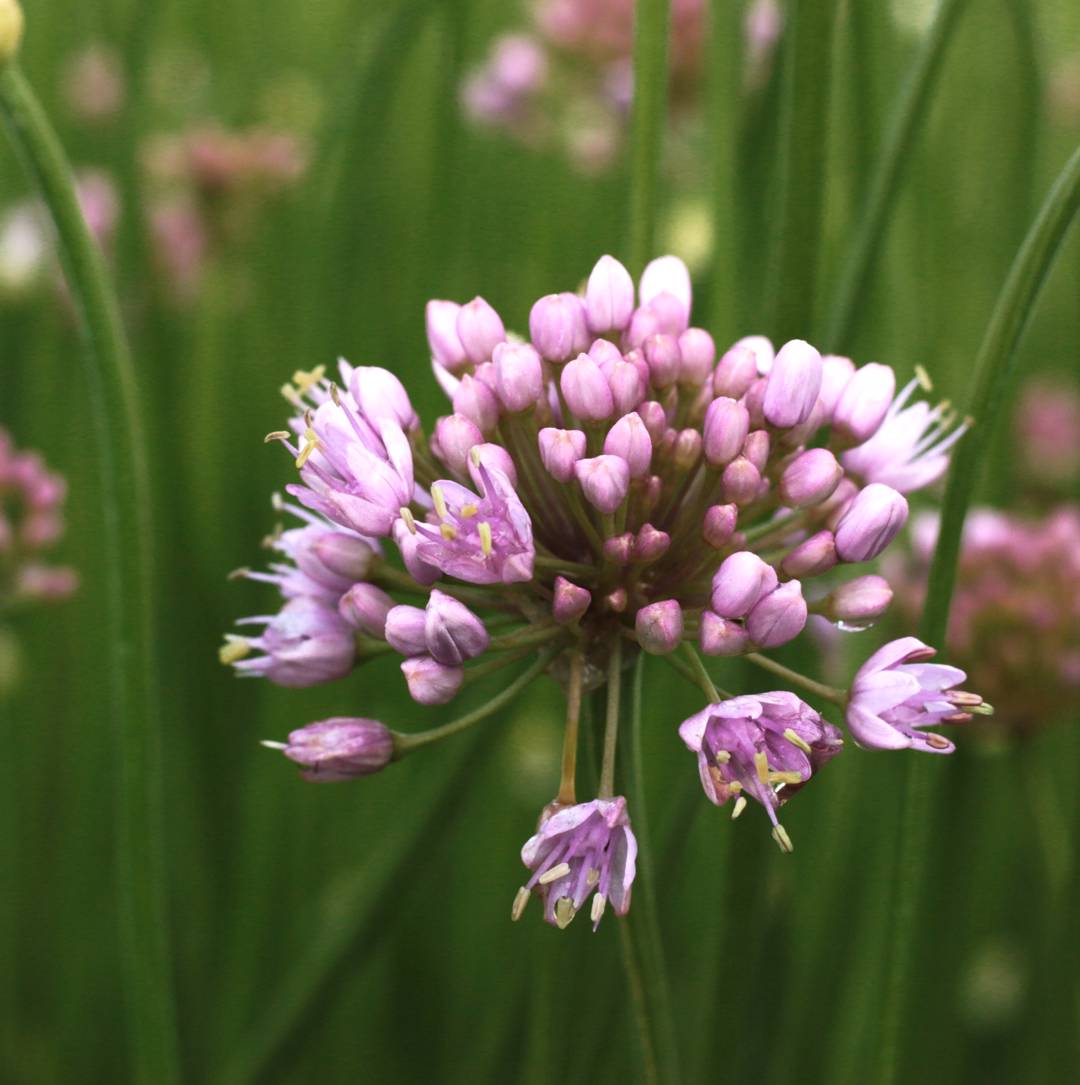 Allium In Orbit